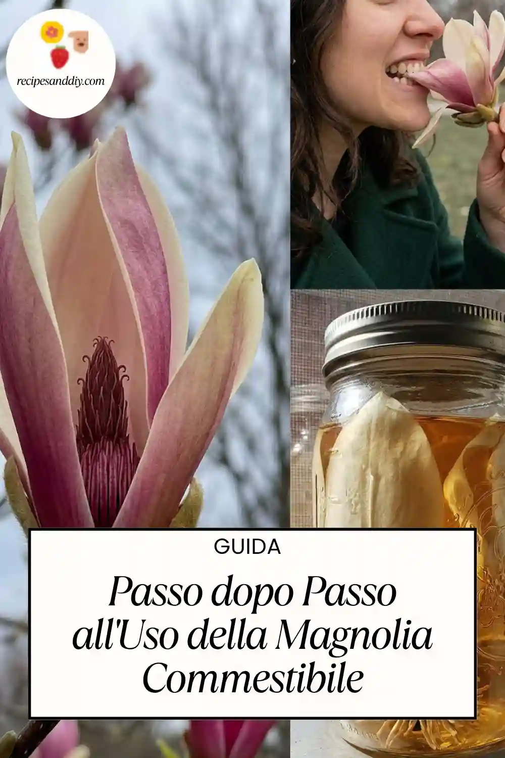 Dalla Bellezza alla Tavola: Guida Passo dopo Passo all’Uso della Magnolia Commestibile